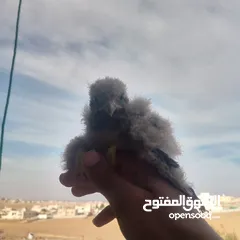  3 صقور للبيع