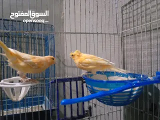  8 طحشت كنار بالصلاة على النبي صحة ونظافة كلهن من انتاجي الله يبارك لصاحب النصيب
