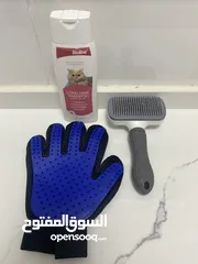  6 قط شيرازي