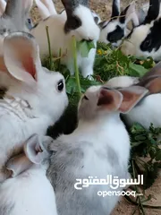  7 ارانب بلدي.. فرنسي..الذبح...جميع الوان والعمار وانثى وذكور...