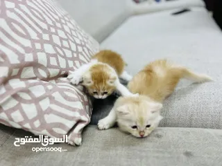  3 بيع قطه شيرازيه مع اولادها