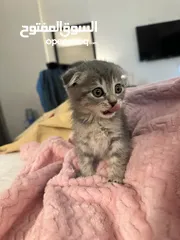  3 Scottish fold cat