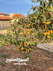  14 بيت مستقل بسلفيت   مساحة 1530 بحديقة رائعة
