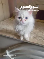  5 قطط شانشبلا للبيع