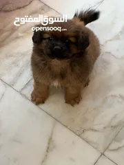  3 Peganese dog for sale