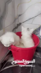  30 قــطــط لــلــبــيــع
