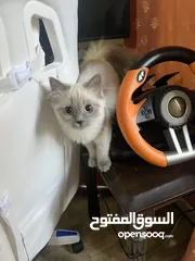  3 قطط للبيع الفوري