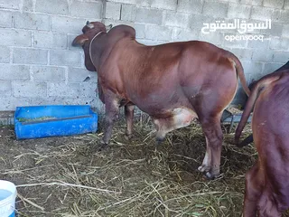  4 للبيع ثيران كبار مطعومات بياض وجه