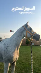  2 خيل جمال لون نادر