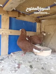  4 جواز حمام للبيع