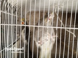  1 عصافير توكتيل جوز عصافير حب مخاليف