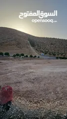  3 ارض للبيع 700 م بالقرب شفا بدران شفابدران ام رمانة بسعر مغري من المالك نمرة سكنية قابل للتفاوض