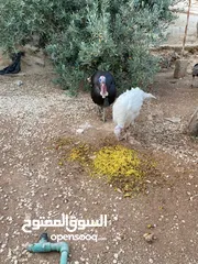  6 حبش ودجاج للبيع