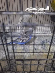  2 غرفة طيور حب هوغو وبردات انكليزي على هوغو للبيع بسعر حرق