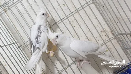  8 مزرعه طيور مميزة