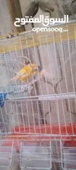  3 بيع جوز كنار جهازت البيض