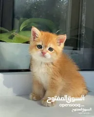  3 pure breed Scottish fold kittens  male and female 12weeks old available for adoption