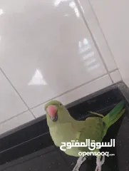  3 ببغاء درة اليف