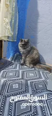  1 قطه للبيع نثيه