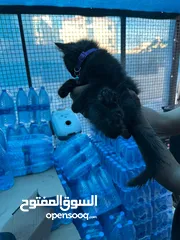 1 قطة شيرازي عمرها اشهر للبيع المستعجل
