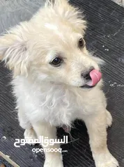  1 كلاب لولو فوكس اعمارهم 5 شهور لعوبين للبيع بسعر لقطه الكلبين  ،،،البيع بداعي السفر فقط ،،،