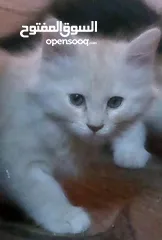  2 قط عدد اثنين مكس اصل هملايا عمر شهرين قطط نظيفه ومميزه
