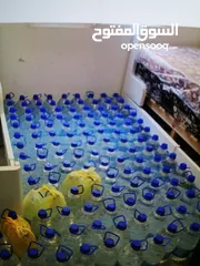  1 ماء زمزم جمله ومفرق