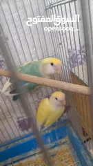  7 جوز روز منتج حجم و صحه و نظافه و ريش