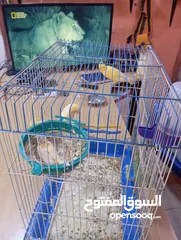  3 جوز كناري منتجات جزري و اصفر