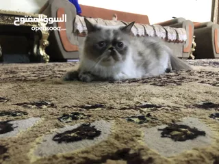  2 قطه هملايا عمر سنه وتلث اشهر