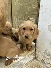  5 كلاب جولدن ريتريفر مستوى عالي جدا اهالي مستوردة عمر 69 يوم Golden retriever puppies