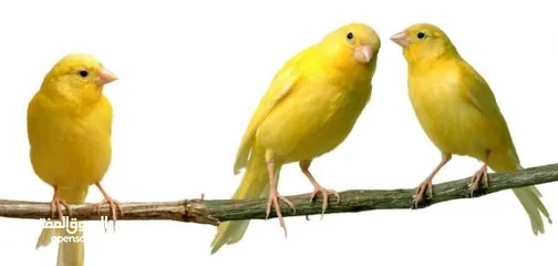  2 تشكيلة كنارات خرافية البيع عالسمع اذا مش نار ومغنى احلى من ام كلتوم لا تشيل تعال عالوصف