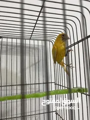  7 مطلوب ذكر كناري جاهز عالانثى