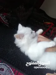  2 قطة للبيع.. شانشيلا مع انجورا