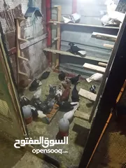  11 حمام بيع مستعجل للبيع