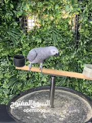  3 ببغاء كاسكو