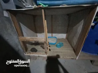  15 قفص مستعمل يدوي متر ونصف في 80 سم.................................................................