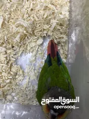  4 green cheek conure with box food and needle مع البوكس و الابره و سيريلاك قرين شيك كنيور فرخ