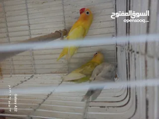  6 مخاليف فيشر اقرأ الوصف