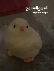  4 squishy duck toy