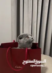  3 قطه للبيع 