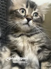  4 للبيع قطط عمر شهرين 2 سكوتش  1 بريتش 1 شانشيلا مكس بريتش
