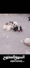  1 ارانب للبيع