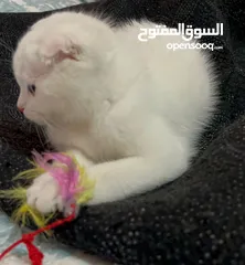  4 سكوتش فولد