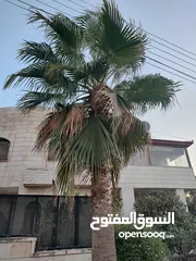 5 نخيل للبيع