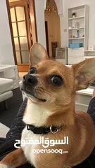  1 تشواوا ذكر Chihuahua male 10 months