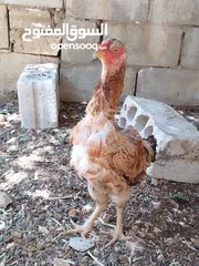  4 يوجد دجاجه باكستانيه مع ديك فيومي عمر ثلاث شهور