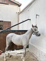  3 مهر عربي للبيع