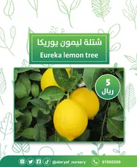  1 شتلات وأشجار الليمون لیموں من مشتل الأرياف  أسعار منافسة  الأفضل في السوق