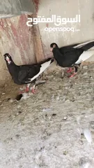  13 بسم الله والصلاه على رسول الله فحول طيور حمام وجواز للبيع